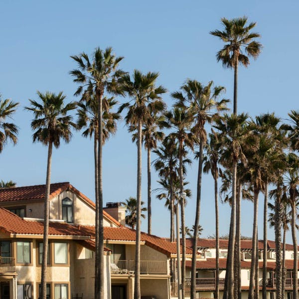 Palm trees and houses in Oxnard, CA.