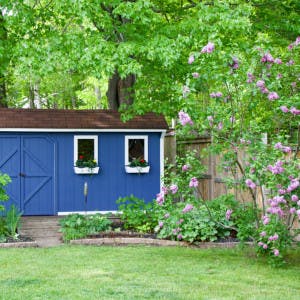 A blue shed with window boxes in a nicely groomed yard.